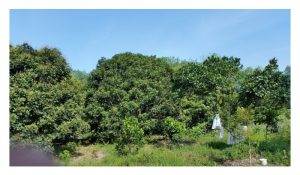 单元肥 VS 复合肥：成本与效果对比，最终哪个好?