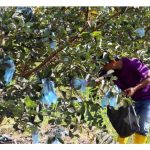 生物有机肥 + 硫酸钾肥：果树施肥的“黄金组合”？