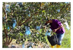 生物有机肥 + 硫酸钾肥：果树施肥的“黄金组合”？