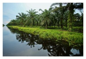 大马泥炭地成龄油棕最具成本与经济效益的施肥法