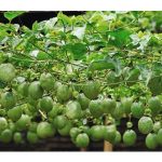 若和番石榴或木瓜等作物比较，百香果种植有何优势?