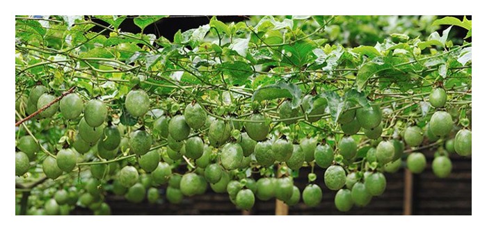 You are currently viewing 若和番石榴或木瓜等作物比较,百香果种植有何优势?