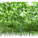 大面积单种百香果：效率的极限与病害的代价