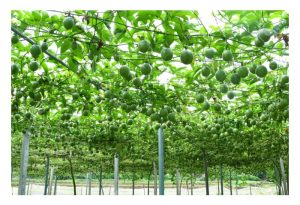 大面积单种百香果：效率的极限与病害的代价