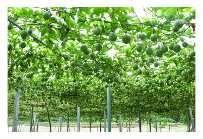 You are currently viewing 大面积单种百香果:效率的极限与病害的代价