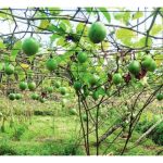 百香果休耕期间适合选种哪些作物以切断病害生态。休耕期多久才能种回百香果?