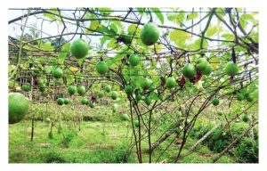 百香果休耕期间适合选种哪些作物以切断病害生态。休耕期多久才能种回百香果?