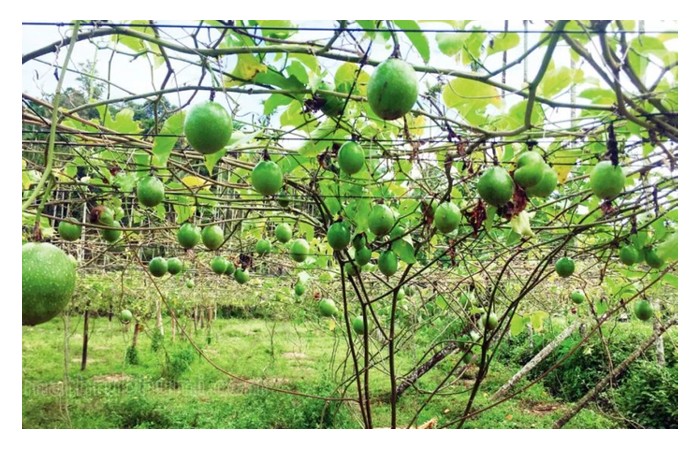 You are currently viewing 百香果休耕期间适合选种哪些作物以切断病害生态。休耕期多久才能种回百香果?