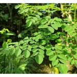 營养成分最高的作物有哪些?