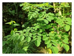 營养成分最高的作物有哪些?