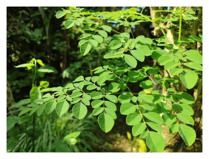 You are currently viewing 營养成分最高的作物有哪些?