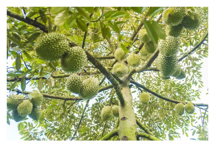 Read more about the article 榴莲A级果的秘密 ：以质为先，量在其次