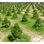 榴莲应以三角型或正方型阵列下种? 两者有何分别?