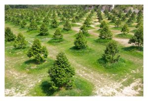 榴莲应以三角型或正方型阵列下种? 两者有何分别?