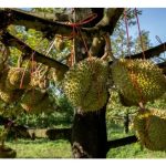 榴莲种植三把刀：养土、养树及养果