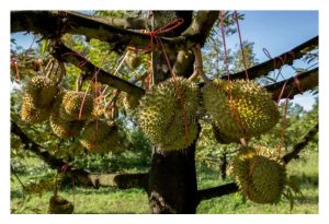 榴莲种植三把刀：养土、养树及养果