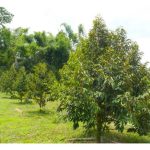 未成龄的榴莲树，若勤于施放高水溶性磷肥，有助促根及长势?