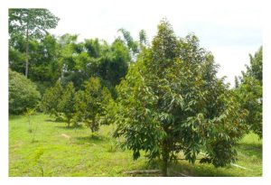 未成龄的榴莲树，若勤于施放高水溶性磷肥，有助促根及长势?