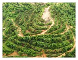 榴莲种于前橡胶地，白根病患区，犹如送羊入虎口?