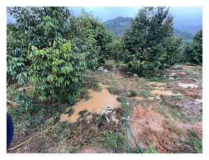 重土种榴莲，根系不透气，呼吸困难，导致植株成长脆弱，甚至死亡!