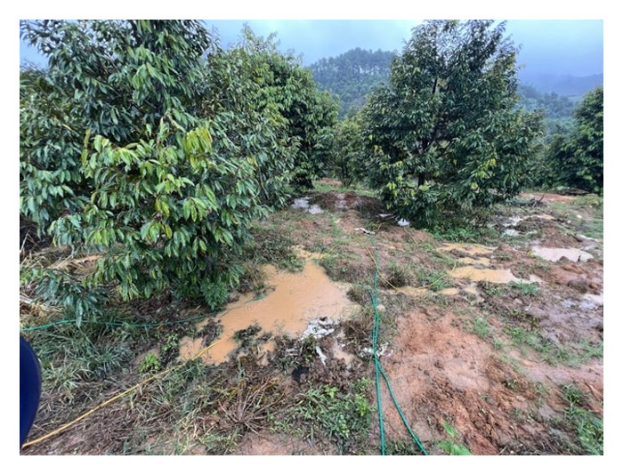 Read more about the article 重土种榴莲，根系不透气，呼吸困难，导致植株成长脆弱，甚至死亡!