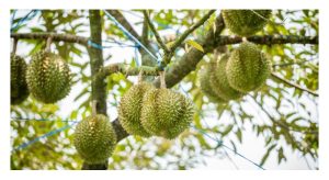 猫山王榴莲与微生物根际共生的长期收益性探讨