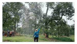 一瓶“稳果液”，救回榴莲初果