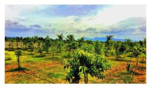 光、气、土是否融汇：农业风水学乃种植前提的要项