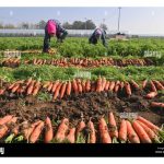 再生农业崛起 ：大自然为依归，慢一点也省一点的耕作法