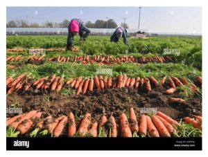 再生农业崛起 ：大自然为依归，慢一点也省一点的耕作法