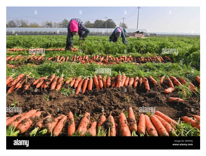 You are currently viewing 再生农业崛起 :大自然为依归,慢一点也省一点的耕作法