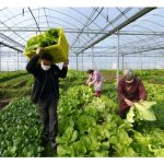 再生农业 vs 商业化农业：是对立还是相辅?