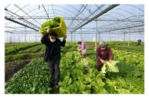 再生农业 vs 商业化农业：是对立还是相辅?