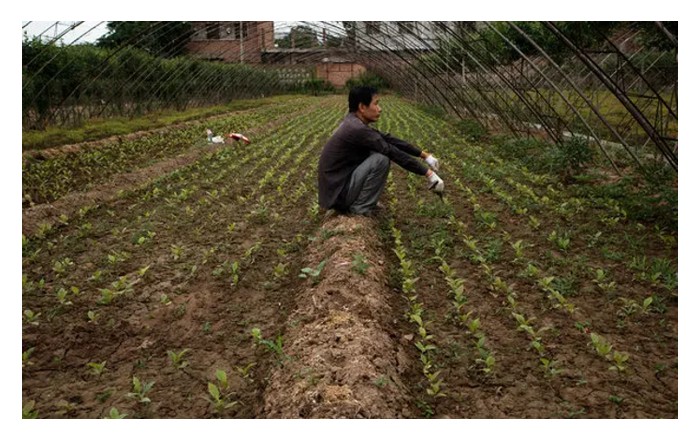 You are currently viewing 小农处于农业转型的十字路口,资金有限,何去何从?