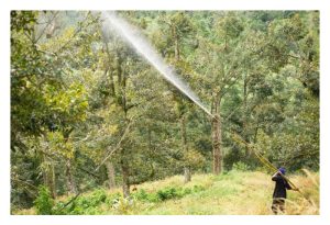 成龄榴莲以氨基酸喷施或灌根能取到哪些明显效果?