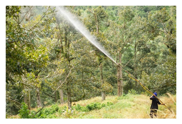 Read more about the article 成龄榴莲以氨基酸喷施或灌根能取到哪些明显效果?