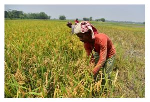 水稻在种植周期间仅用15/15/15肥料可以吗?