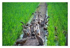 稻鸭共生系统中不能改用鹅吗?