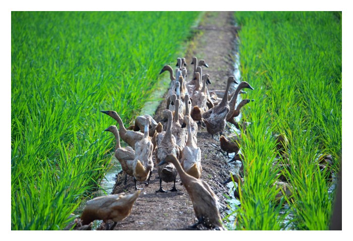 Read more about the article 稻鸭共生系统中不能改用鹅吗?