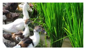 稻米及卖鸭获双收乃稻鸭共生系统的亮点，为何大马稻农缺乏兴趣?