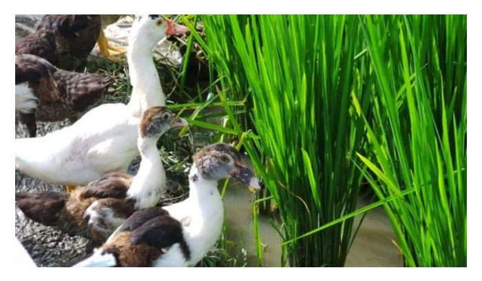 You are currently viewing 稻米及卖鸭获双收乃稻鸭共生系统的亮点,为何大马稻农缺乏兴趣?