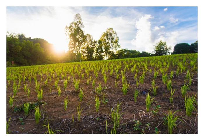 Read more about the article 水稻与旱稻的周期与回酬哪个较好?