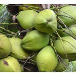 Tacunan 椰 与 Matag 椰 : 优缺点对比, 哪一种较适合大马种植?