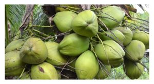 Tacunan 椰 与 Matag 椰 : 优缺点对比, 哪一种较适合大马种植?