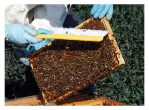 椰花香，蜂蜜甜，两者同營两个收入的作法