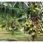 椰园养分需求较低、易管理、销路广及回酬也不错，成为农友投入的要项