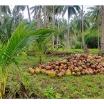 矮椰种将刷新大马椰子产业面貌 —— 从贫穷作物到高回酬产业的转折点