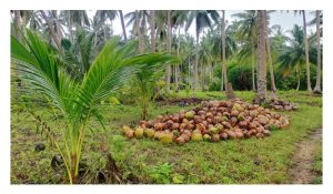 矮椰种将刷新大马椰子产业面貌 —— 从贫穷作物到高回酬产业的转折点