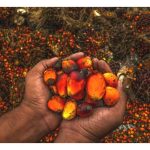 世上还有哪种作物能产比油棕更高的油量?