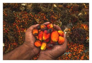 世上还有哪种作物能产比油棕更高的油量?